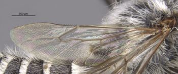Media type: image;   Entomology 15709 Aspect: Wing hind